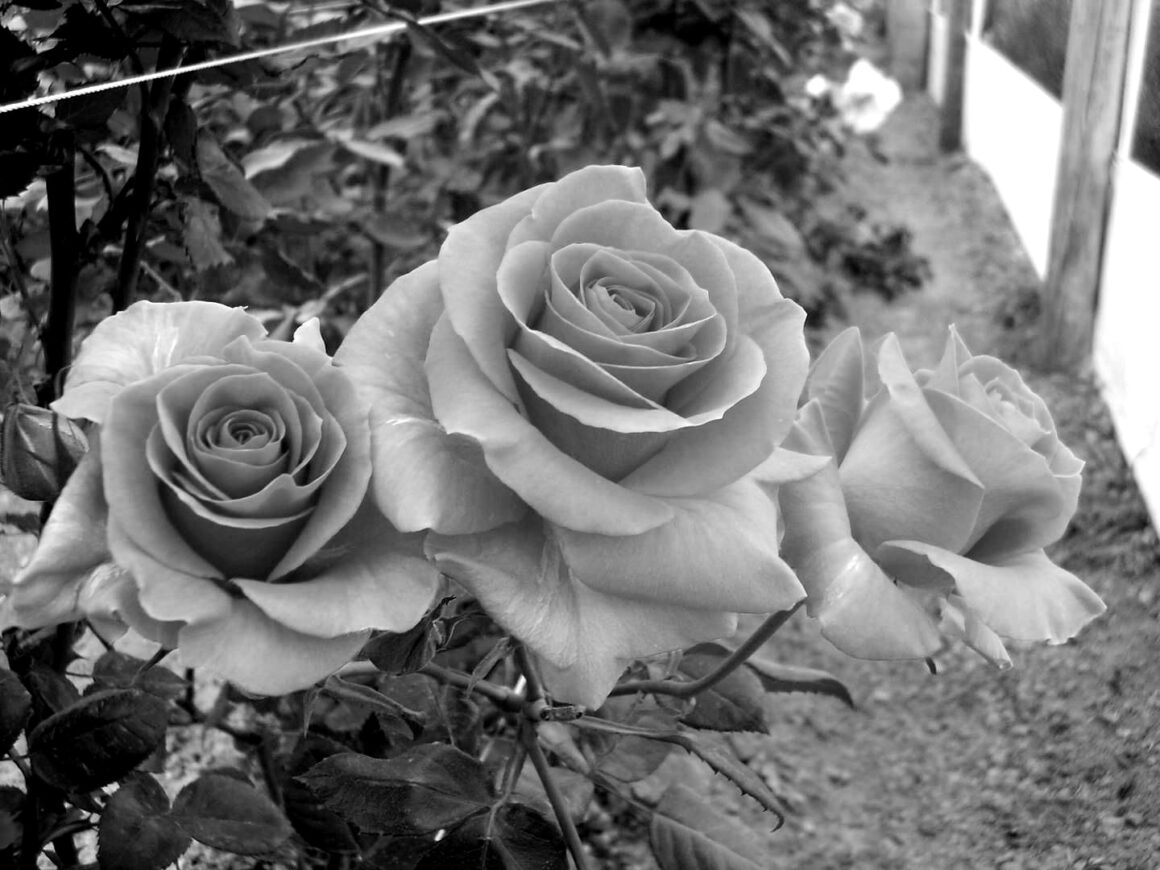 ROSAS