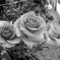 ROSAS